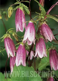 Dzwonek kropkowany 'Elizabeth'