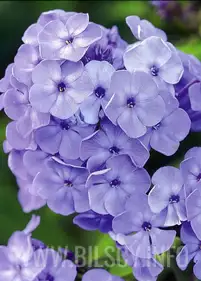 Floks 'Blue Paradise'