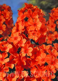 Floks 'Orange Perfection'