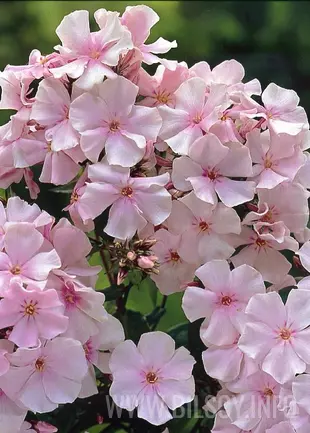 Floks 'Pinkie Hill'