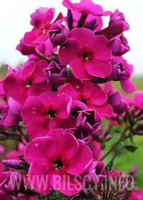 Floks 'Raving Beauty'