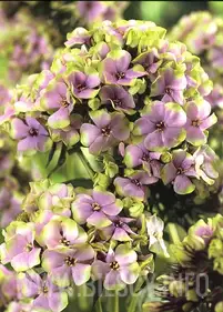 Floks 'Sherbet Blend'