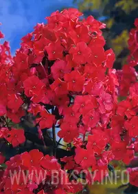 Floks 'Starfire' czerwony