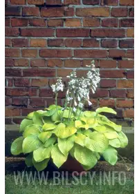 Funkia 'August Moon'