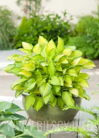 Funkia 'Golden Tiara'