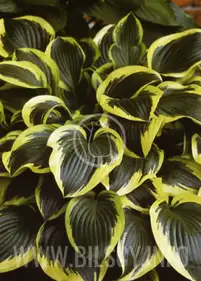 Funkia 'Queen Josephine'