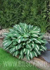 Funkia 'Risky Business'