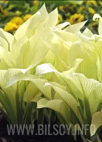 Funkia 'White Feather'