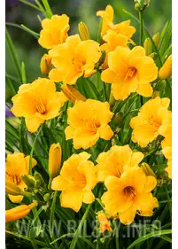 Hemerocallis 'Stella de Oro'