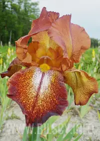 Irys amerykański 'Cayne Capers'