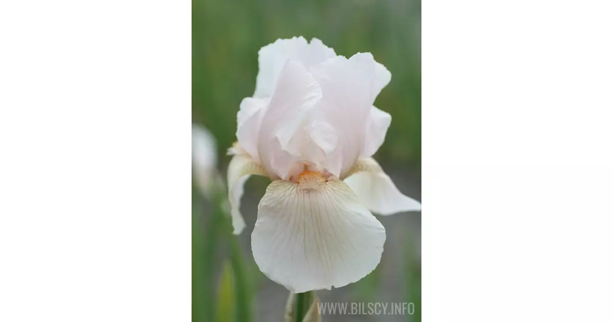 Iris germanica 'Constant Wattez' Bilscy.info