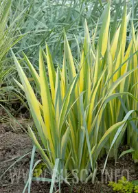 Irys japoński 'Variegata'