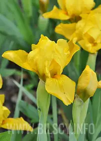 Irys karłowy "Aurea" 1szt