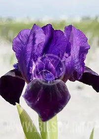 Irys karłowy "Velvet Carpet"