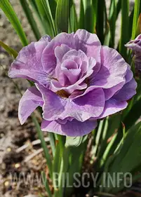 Irys syberyjski 'Pink Parfait'