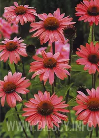 Jeżówka 'Magnus' purpurowa