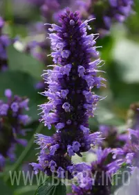 Kłosowiec 'Black Adder'