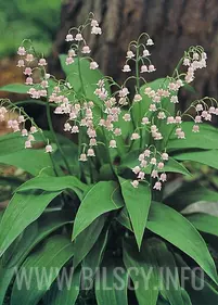 Konwalia majowa 'Rosea'