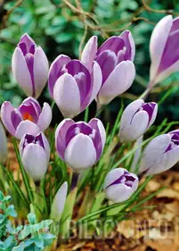 Krokus ogrodowy 'Vanguard' 6 szt.