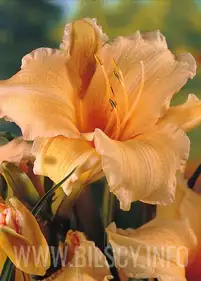 Liliowiec 'Louise Manelis'