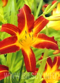 Liliowiec 'Sammy Russel'