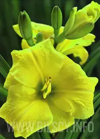 Liliowiec karłowy 'Bitsy'