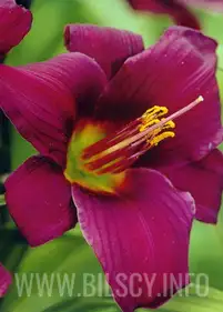 Liliowiec karłowy 'Longfield's Anwar'