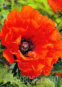 Mak ogrodowy "Eye Catcher"