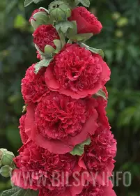 Malwa pełna 'Chater's Double Red'