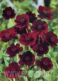 Nachyłek- Kosmos czekoladowy