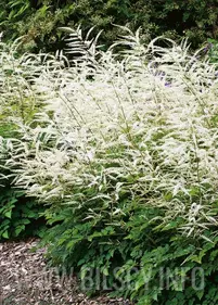 Parzydło blekotolistne