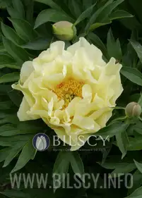 Peony (ITOH) 'Bartzella'