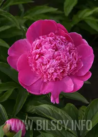 Peony (Lactiflora) 'Barbara'