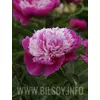 Peony (Lactiflora) 'Celebrity'