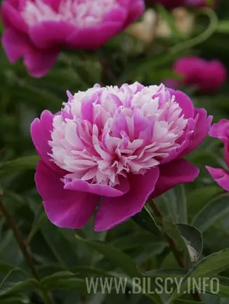 Peony (Lactiflora) 'Celebrity'