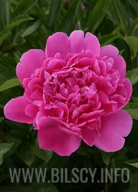 Peony (Lactiflora) 'Edulis Superba'