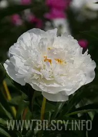 Peony (Lactiflora) 'Kelway's Glorius'