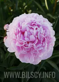 Peony (Lactiflora) 'Sarah Bernhardt'