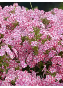 Phlox paniculata 'Peppermint Twist'