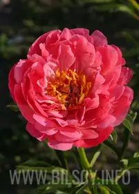 Pivonka 'Coral Sunset'