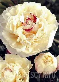 Piwonia &quot;Boule de Niege&quot; 