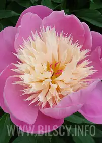 Piwonia 'Bowl of Beauty'