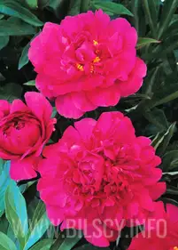 Piwonia 'Bunker Hill'