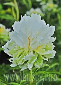Piwonia 'Green Halo'