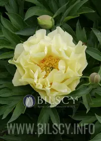 Piwonia ITOH 'Bartzella'