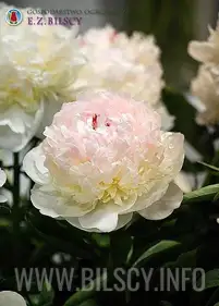 Piwonia 'M-ne de Verneville'
