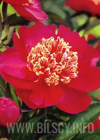 Piwonia 'Niemcewicz'