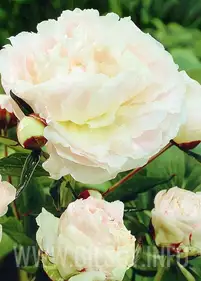Piwonia 'Shirley Temple'