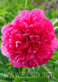 Piwonia majowa 'Rosea Plena'