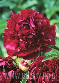 Piwonia majowa 'Rubra Plena'